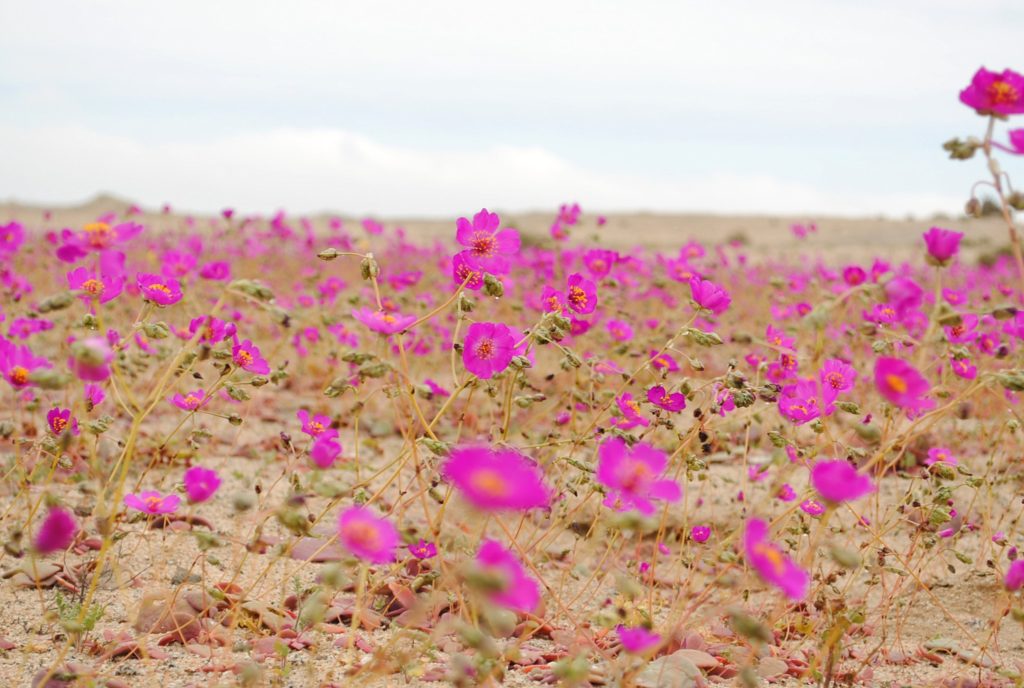 Flowering at Atacama desert after sudden rain. 